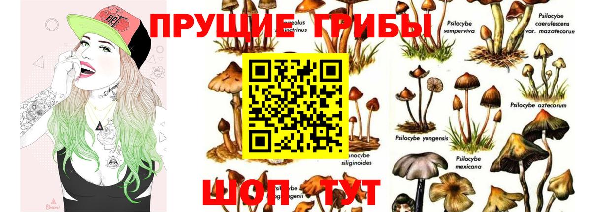 Псилоцибиновые грибы GOLDEN TEACHER Рыбинск
